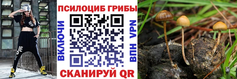 Псилоцибиновые грибы Cubensis  Сосновоборск 